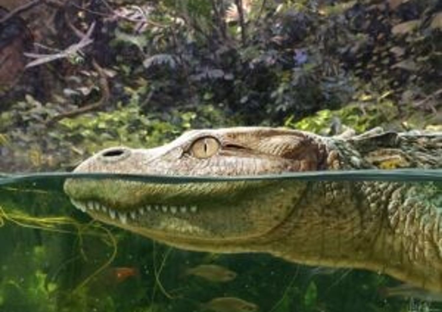 identificate nuove specie alligatori antichi