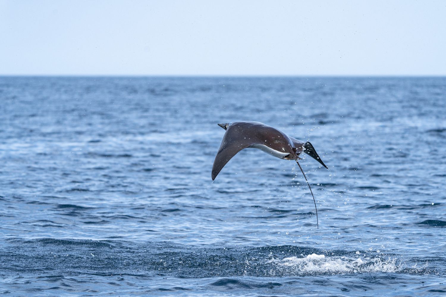 L'Oceano Pacifico&nbsp;