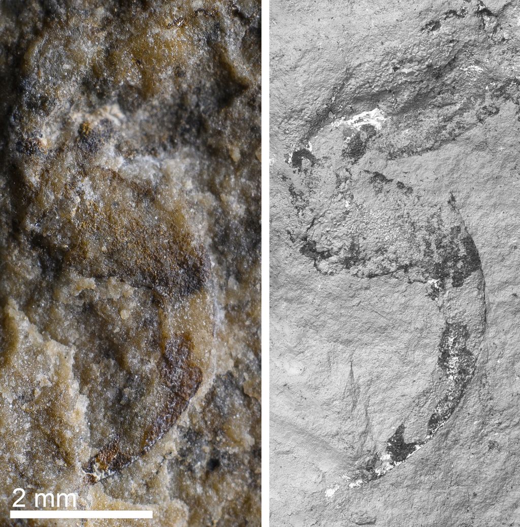 Il fossile che risale al Triassico