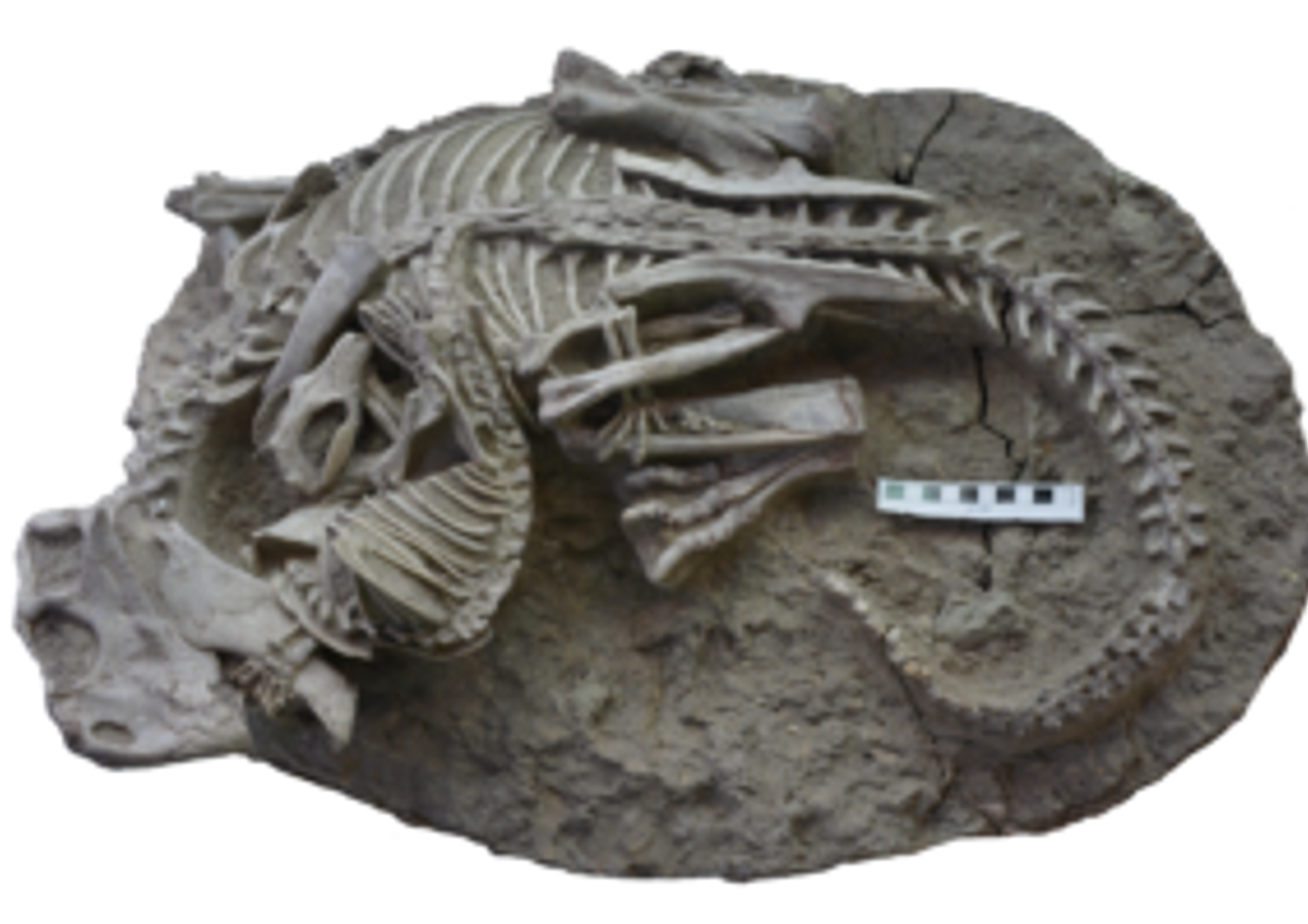 Il raro fossile che documenta l'attacco del carnivoro al dinosauro&nbsp;