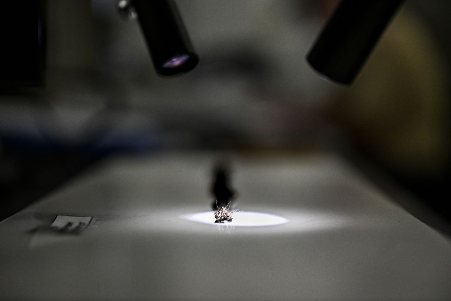 Analisi di zanzare portatrici di malaria