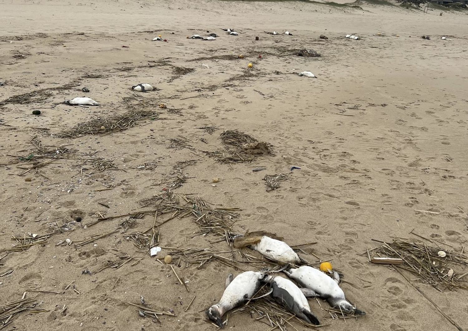 Pinguini trovati morti sulle coste dell'Uruguay