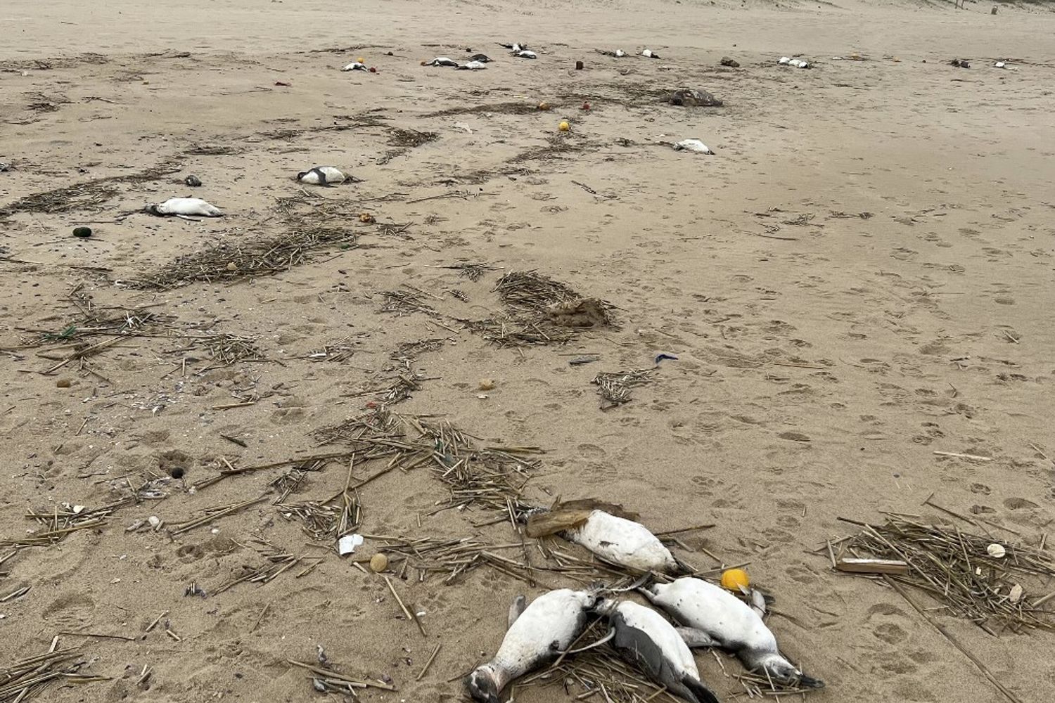 Pinguini trovati morti sulle coste dell'Uruguay