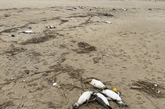 Pinguini trovati morti sulle coste dell'Uruguay