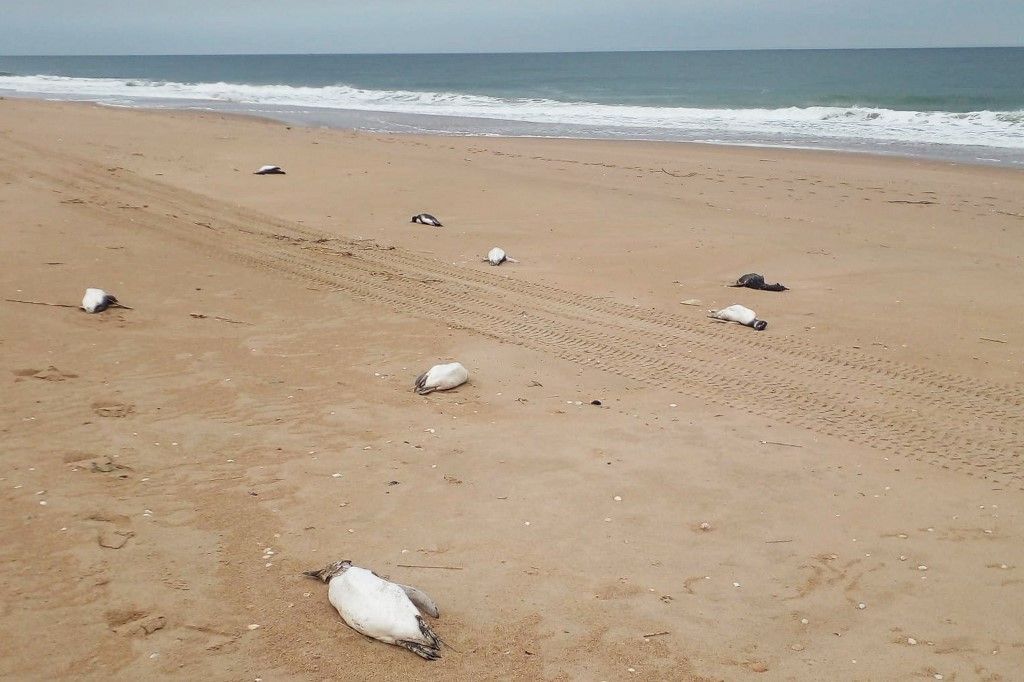 Migliaia di pinguini morti sulle coste dell'Uruguay