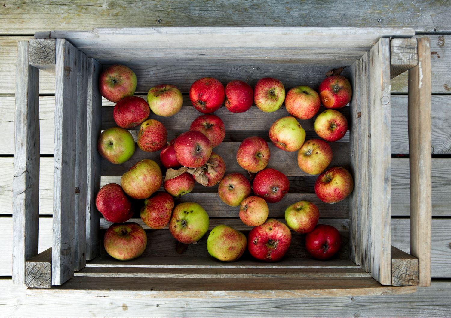 Raccolta delle mele