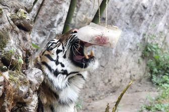 bioparco ghiaccioli animali contro caldo