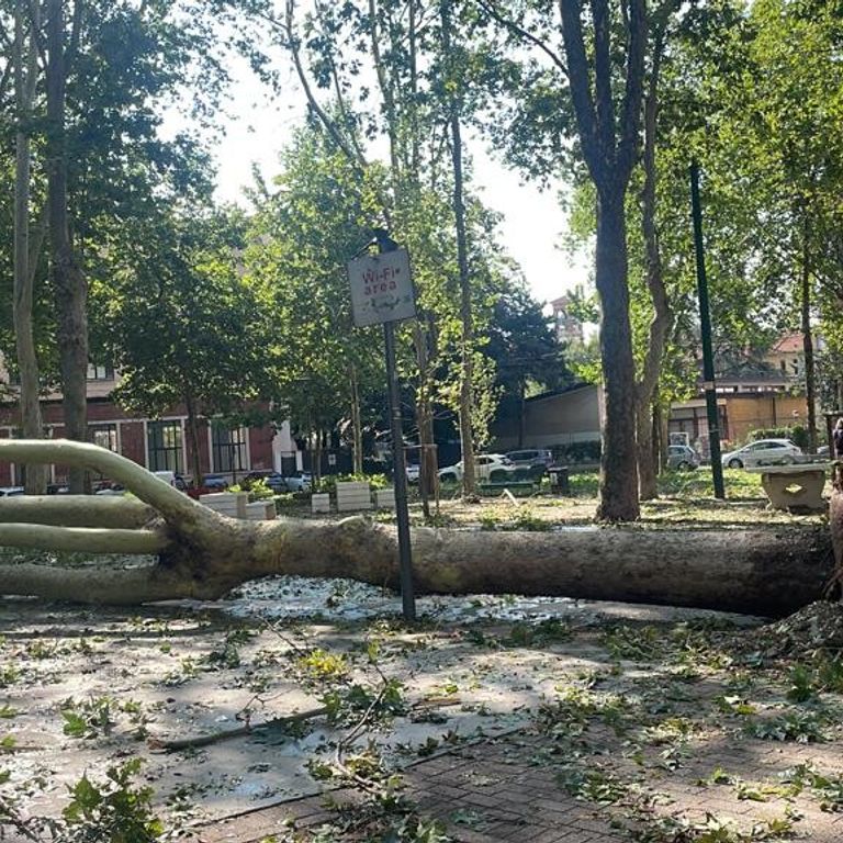 maltempo milano strage alberi storici