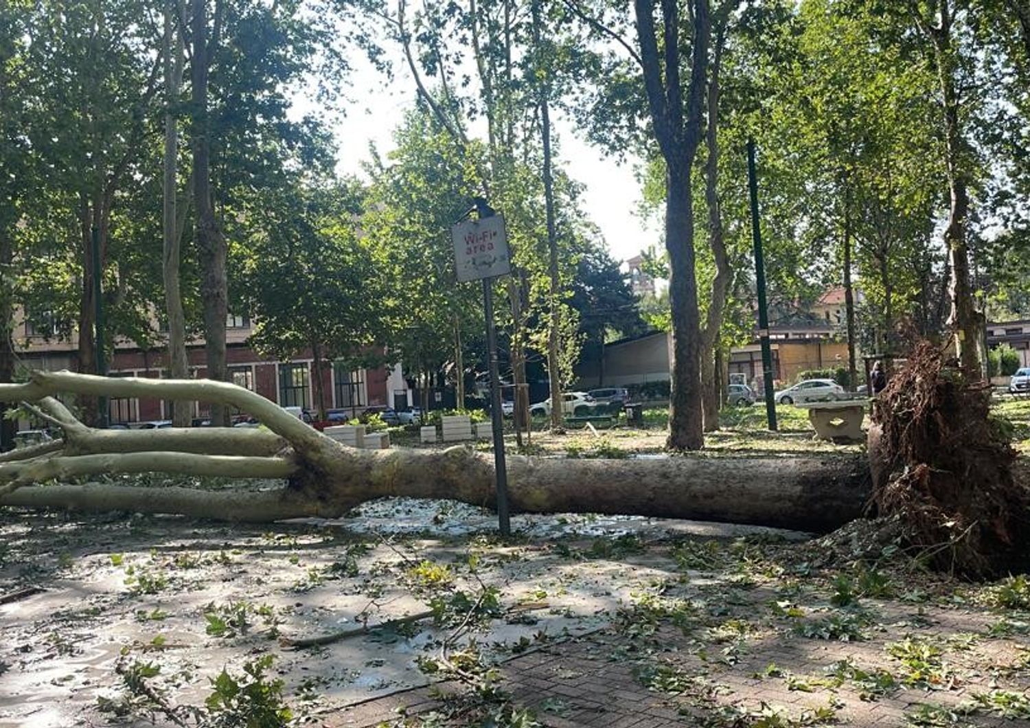 maltempo milano strage alberi storici
