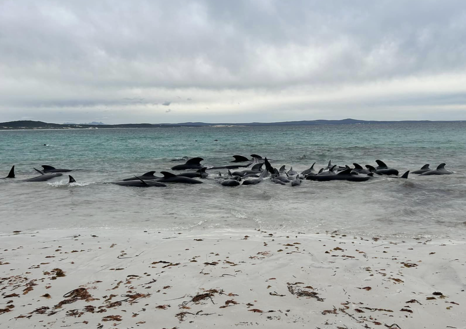 Balene spiaggiate a Perth&nbsp;