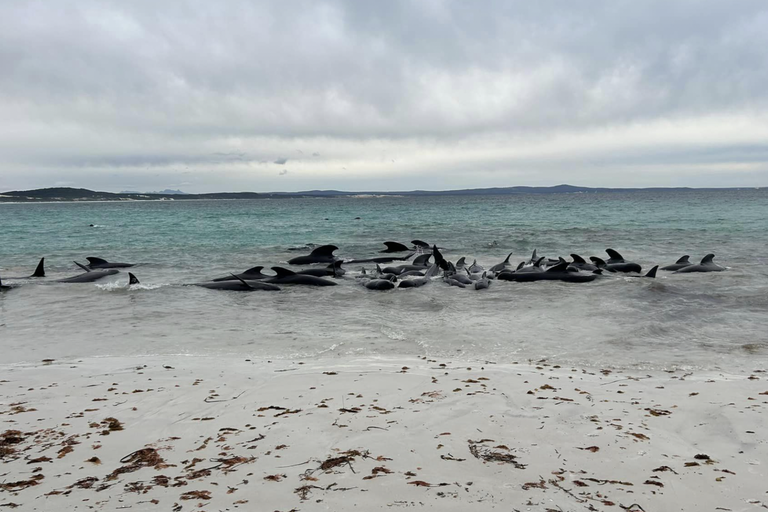 Balene spiaggiate a Perth&nbsp;