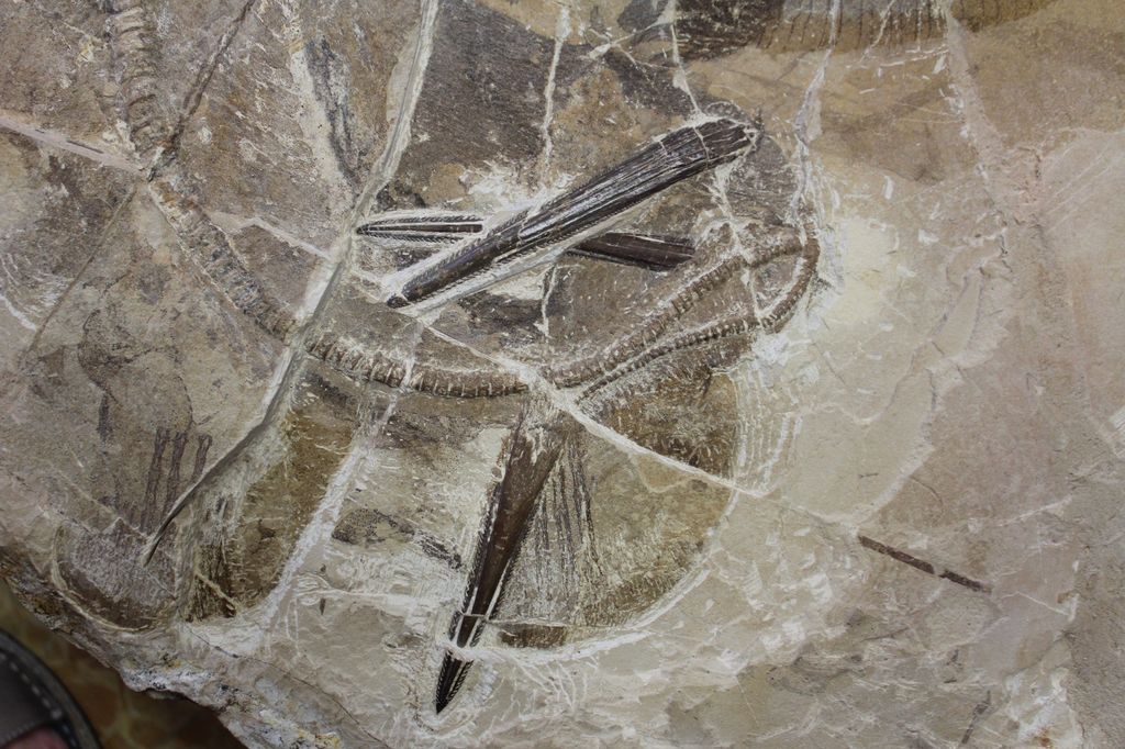 La razza fossile Dasyomyliobatis thomyorkei&nbsp;