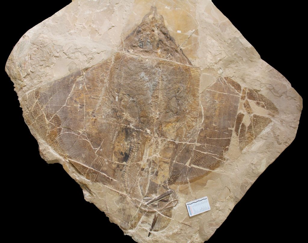 Scoperto pesce fossile di 50 milioni anni, si chiamerà Thom Yorke
