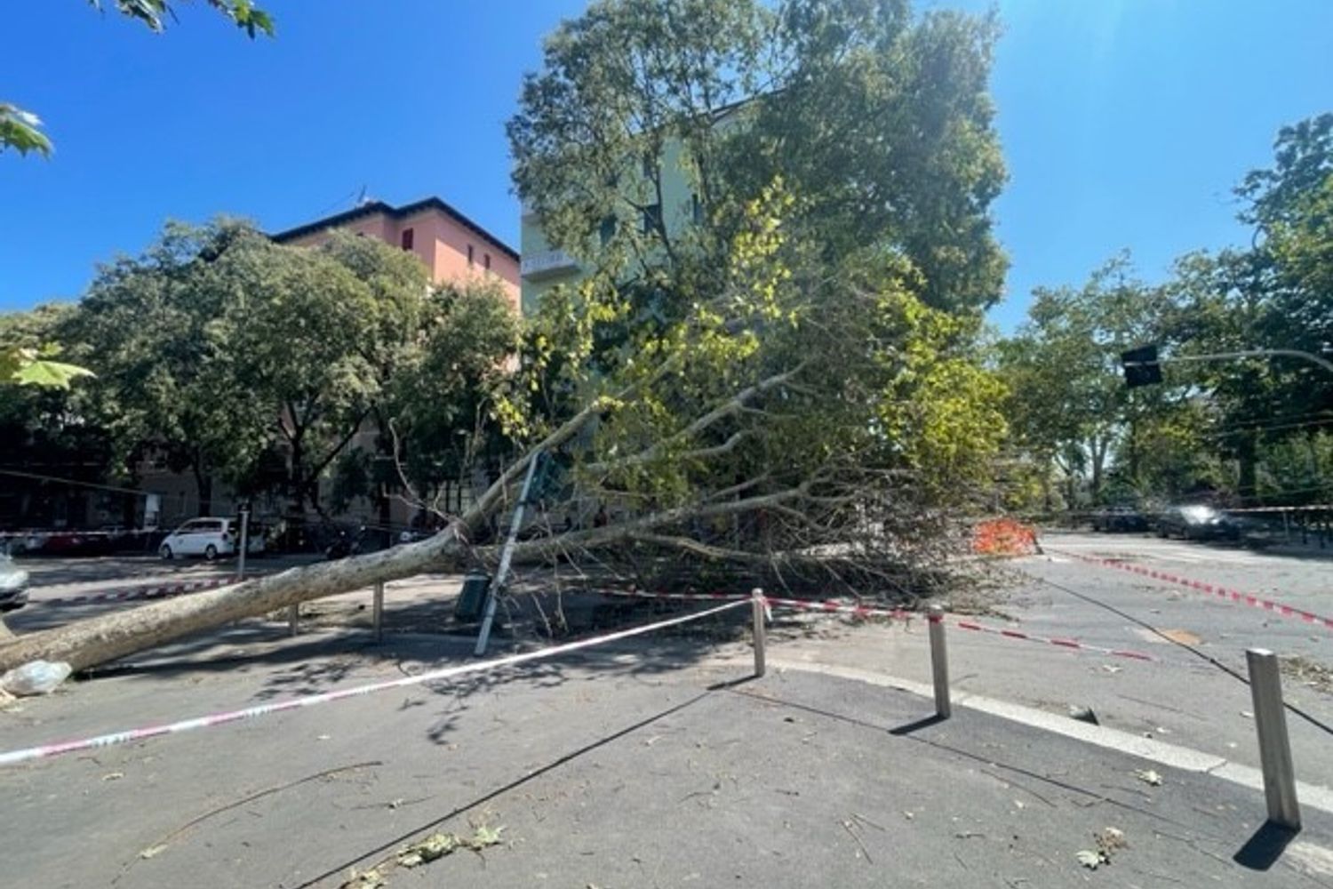 Un albero crollato in viale Argonne, in una delle zone pi&ugrave; colpite dalla tempesta&nbsp;