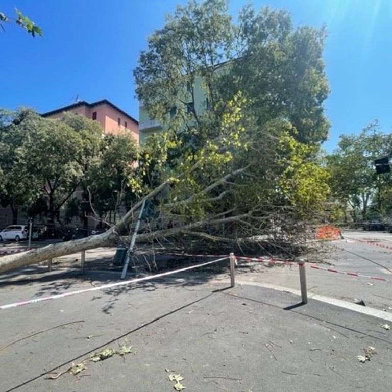 Un albero crollato in viale Argonne, in una delle zone pi&ugrave; colpite dalla tempesta&nbsp;