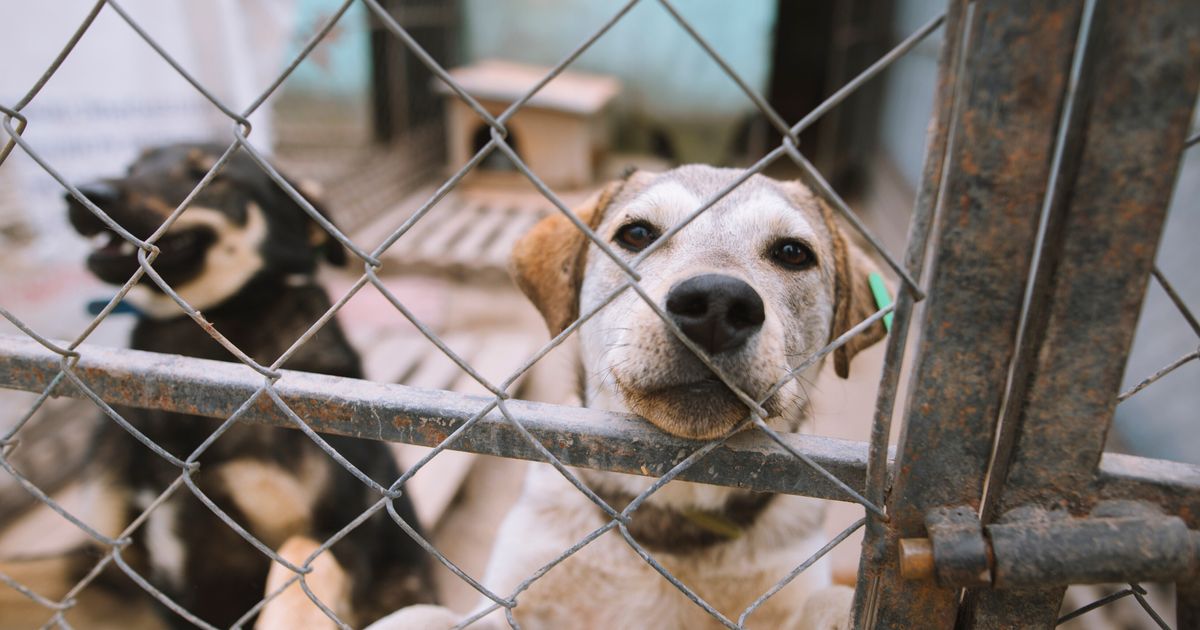 「犬はおもちゃではありません。」シモナ・イッツォ、アルバ・パリエッティ、オイパの言葉