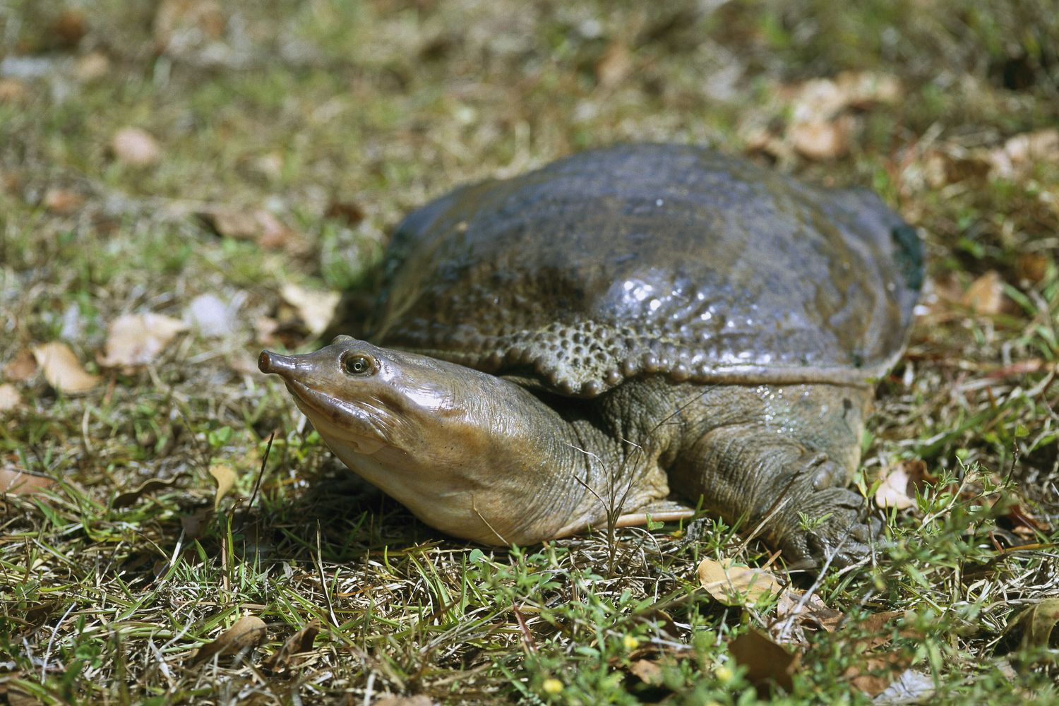 Tartaruga alligatore