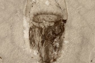 &nbsp;fossile di medusa del biota del Qingjiang (Cina)
