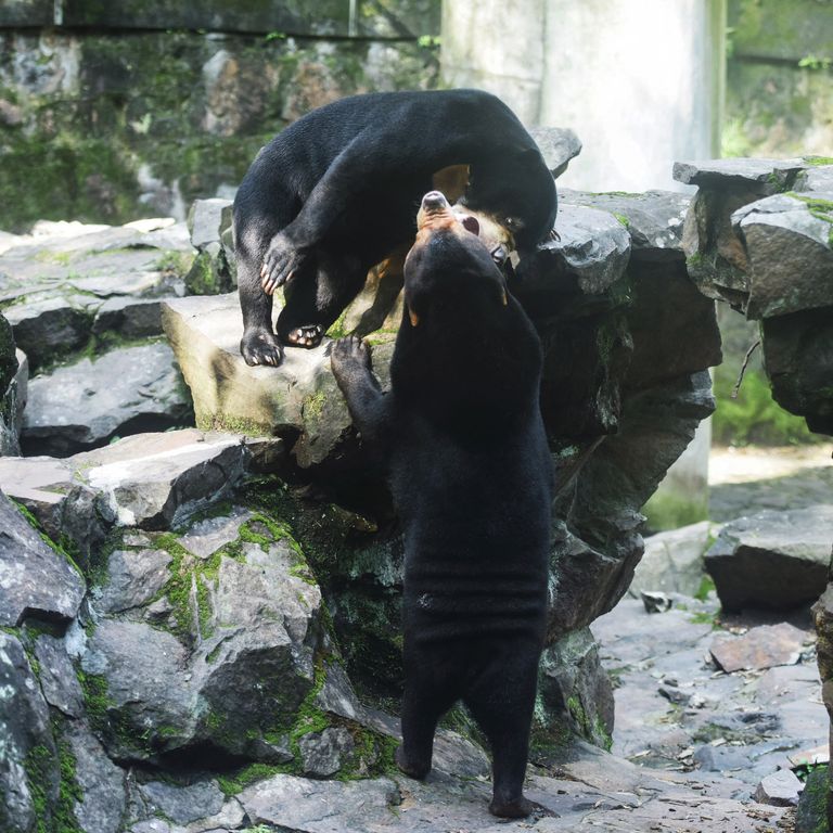 Orsi esseri umani travestiti sospetti visitatori zoo cinese