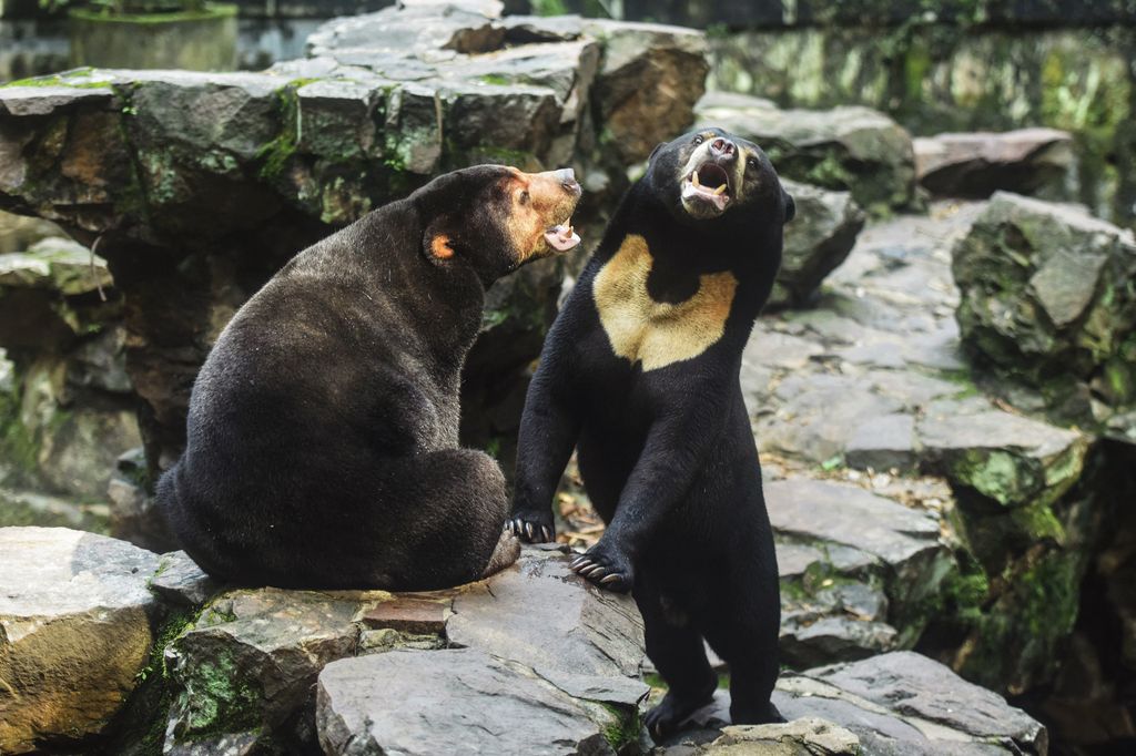 Cina: orsi o esseri umani travestiti in uno zoo? Sospetti