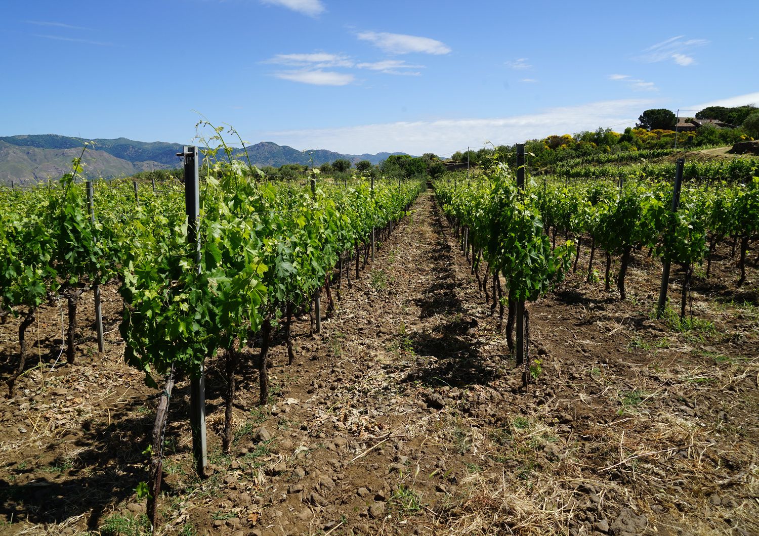 peronospera incendi rischi vendemmia sicilia