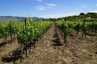 peronospera incendi rischi vendemmia sicilia