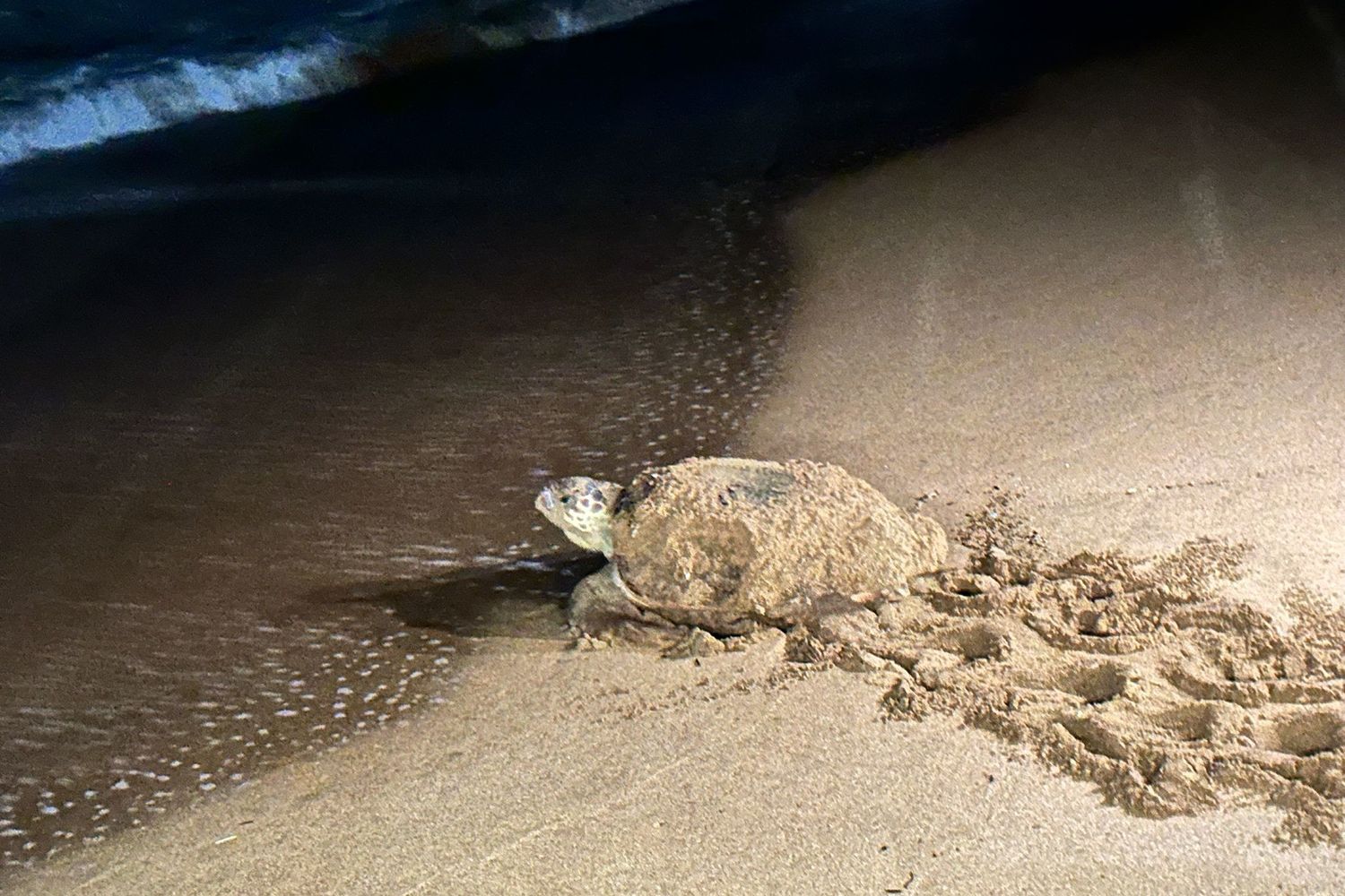 La futura mamma depone le uova sulla spiaggia