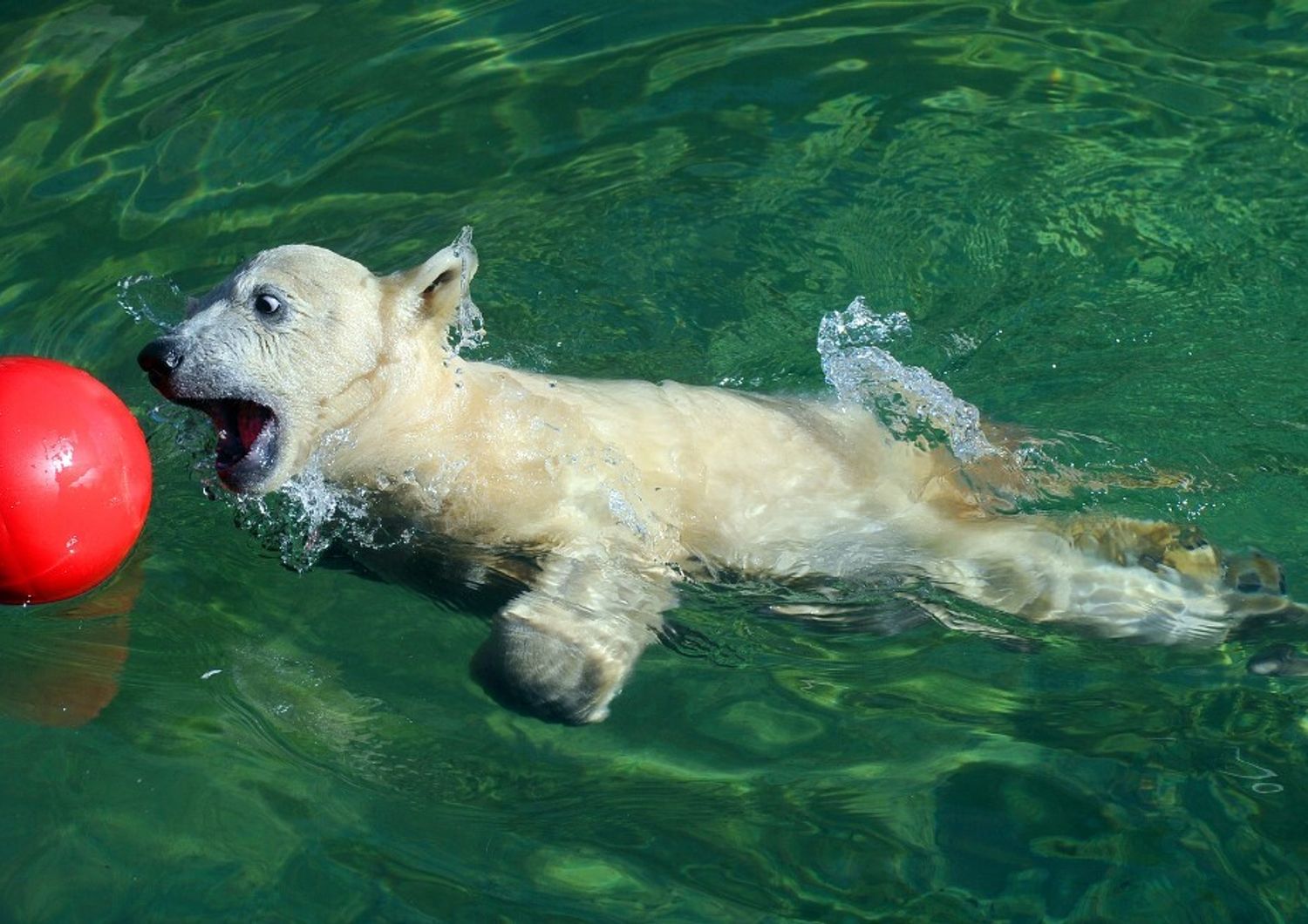 russia caldo record piscina animali zoo san pietroburgo