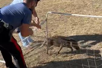 cucciolo cinghiale impigliato rete calcio salvato&nbsp;