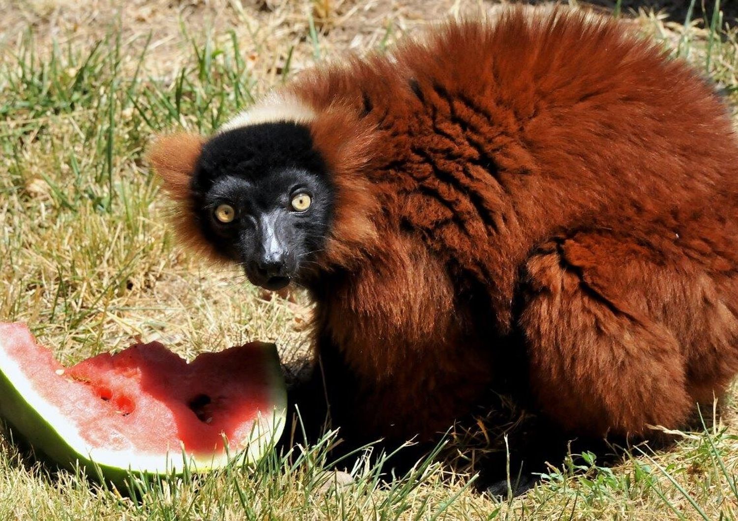 Lemure mangia Anguria al Bioparco di Roma