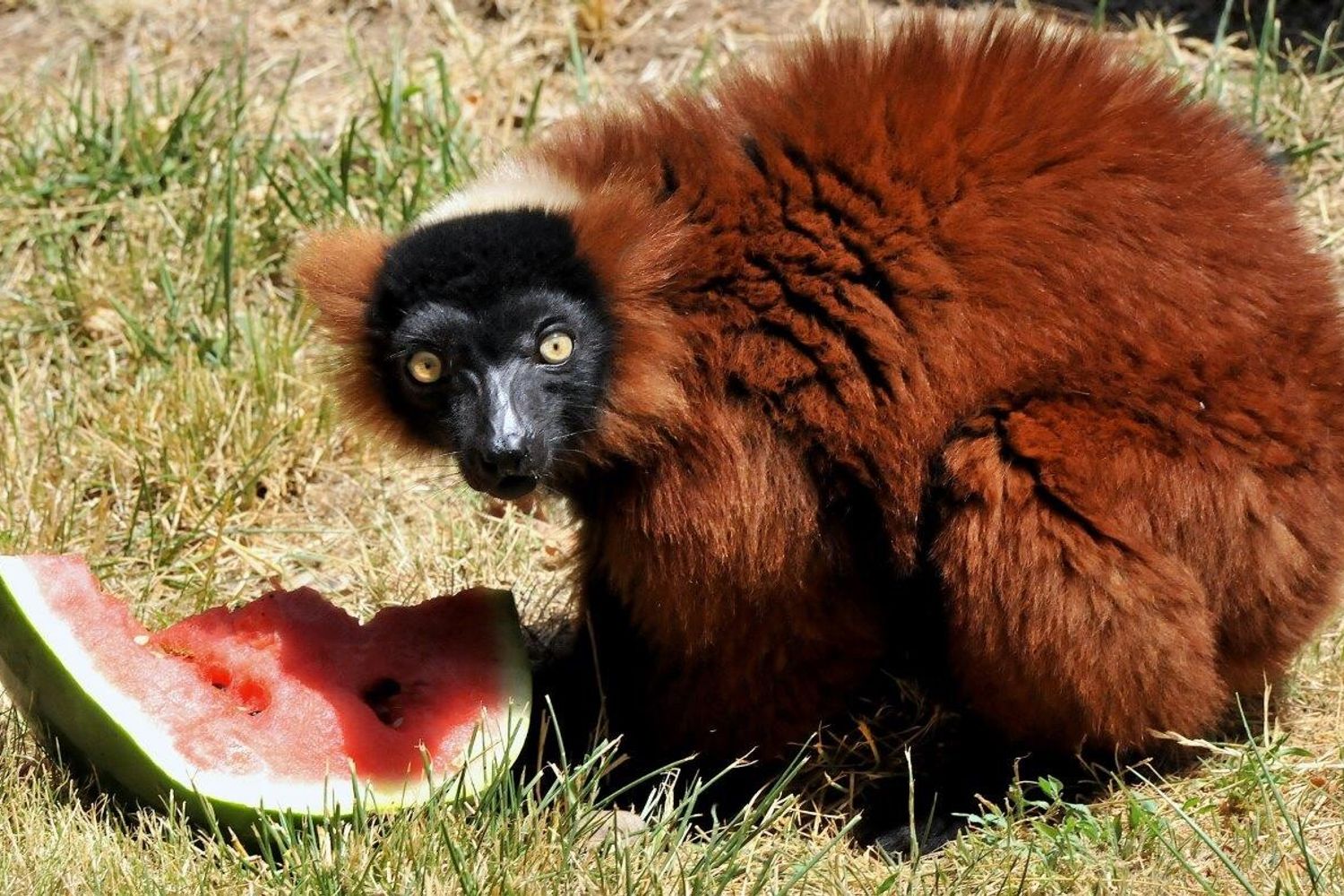 Lemure mangia Anguria al Bioparco di Roma