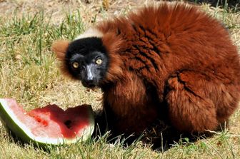 Lemure mangia Anguria al Bioparco di Roma