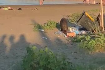 ferragosto spiaggia cinghiale