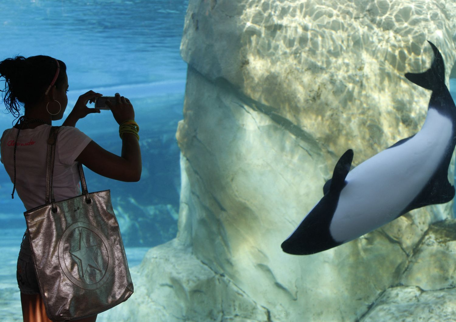 Un'orca in un acquario