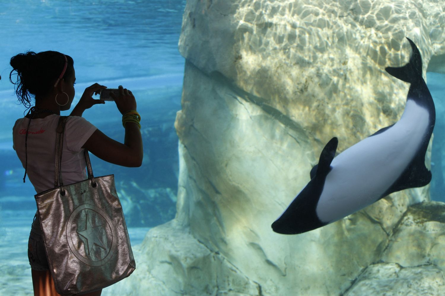 Un'orca in un acquario