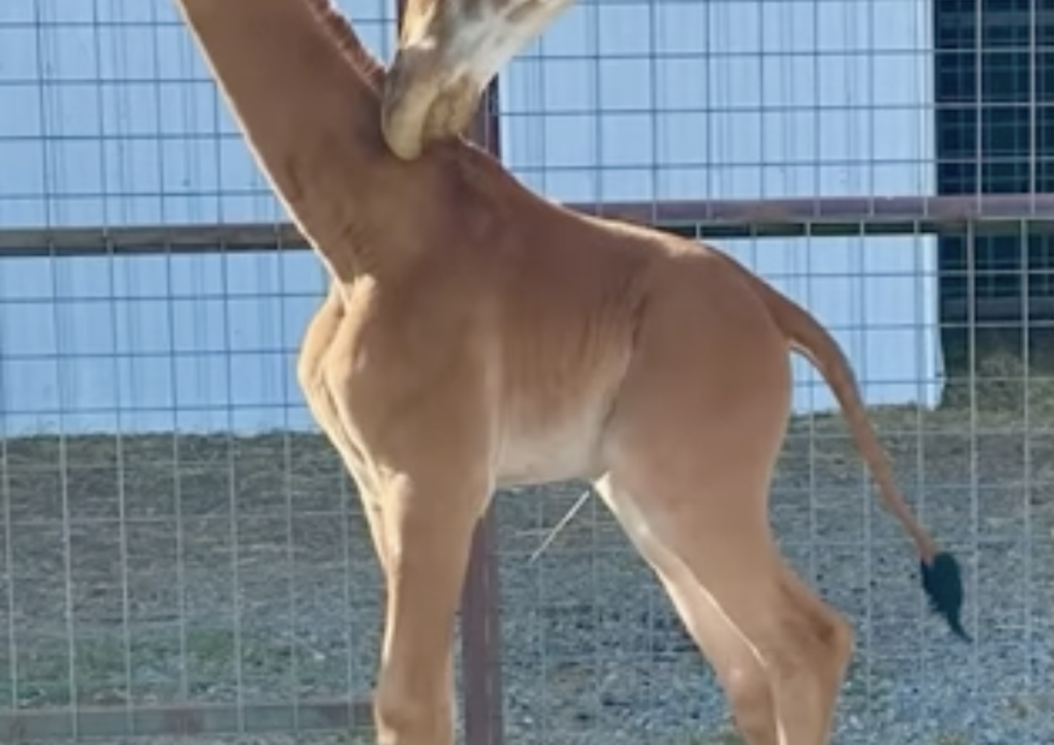 La giraffa senza chiazze dello zoo di Brights