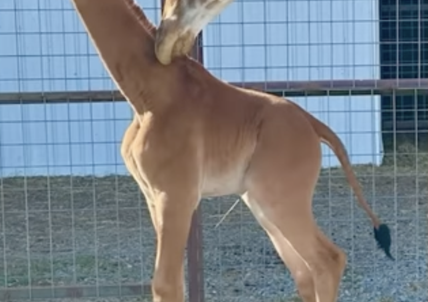 La giraffa a tinta unita nata in uno zoo del Tennessee