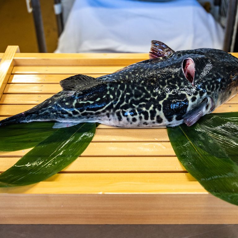 Un pesce pescato nelle acque di Fukushima