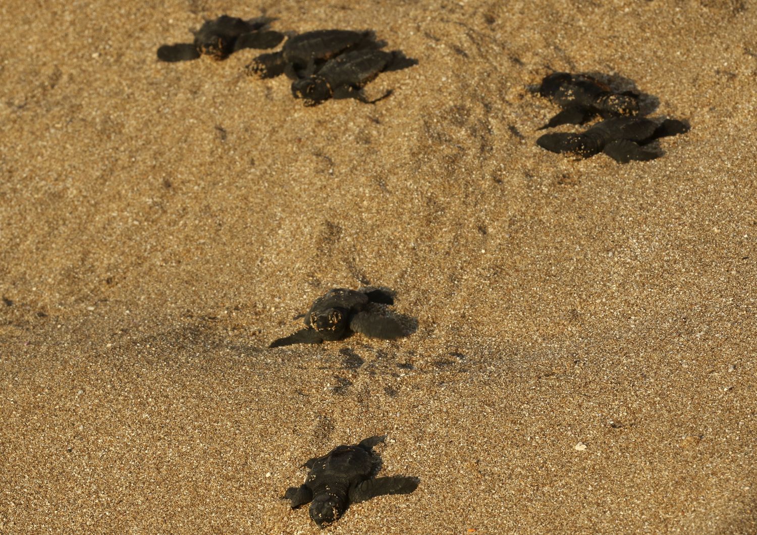 Schiusa di Caretta Caretta (foto di repertorio)