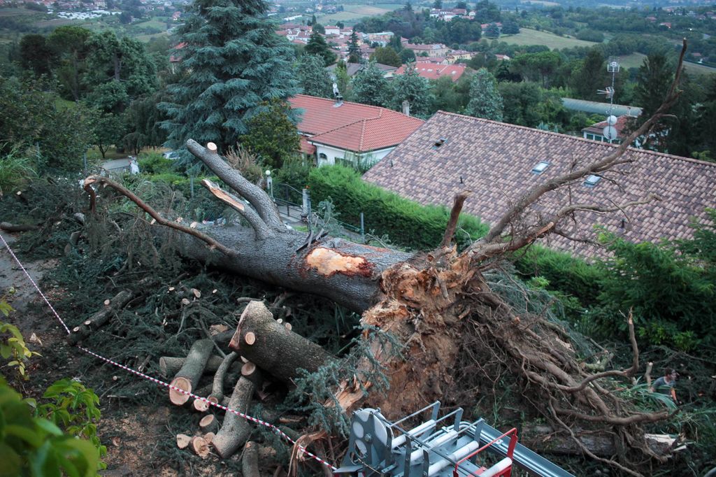 Maltempo: un albero caduto nel Torinese
