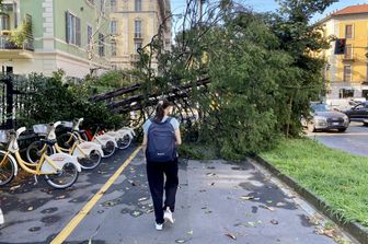 Un albero abbattuto dal maltempo a MIlano