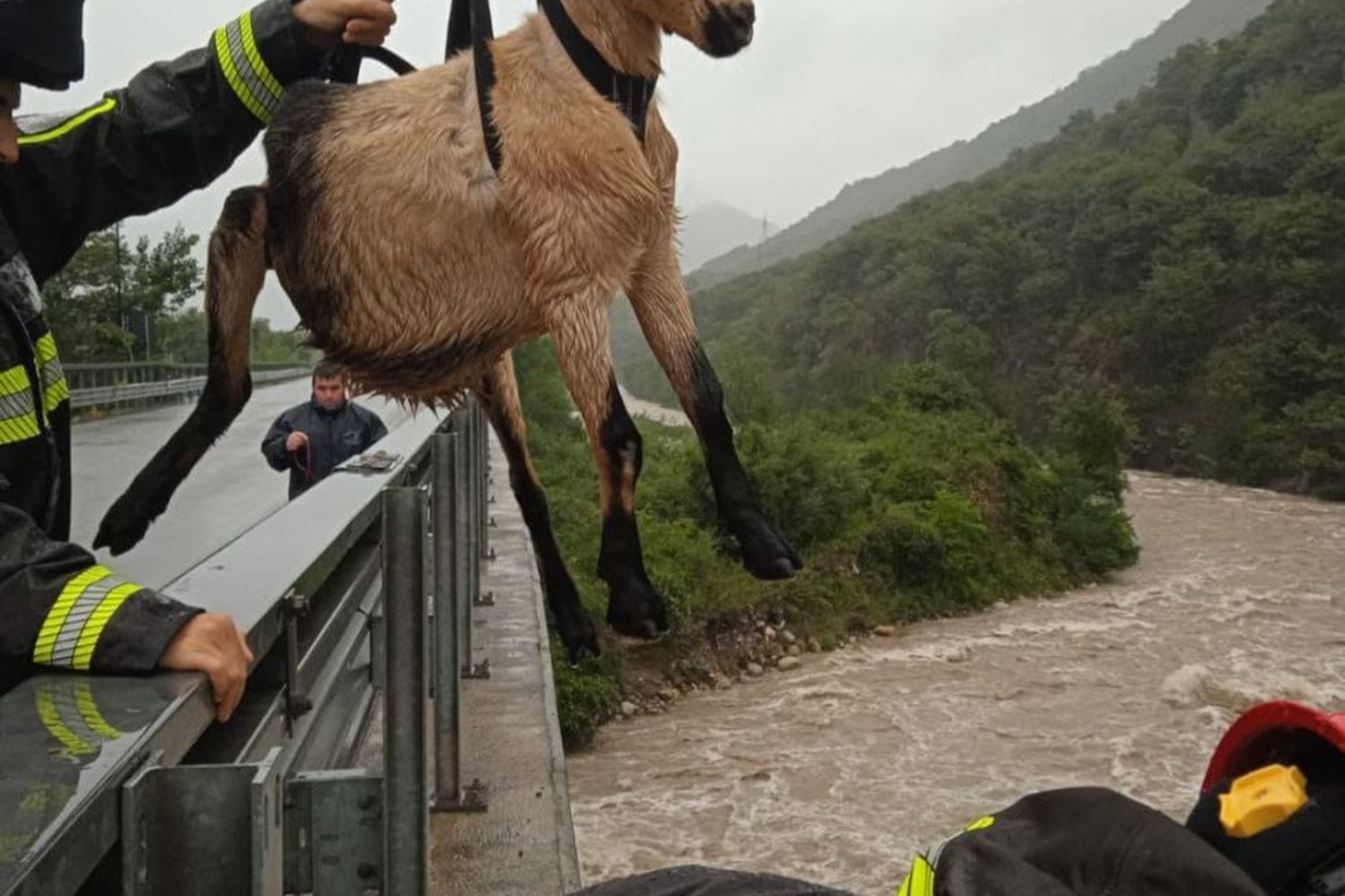 capre e pecore imbragate e salvate dal maltempo