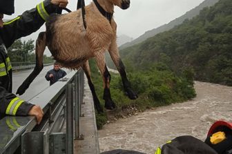 capre e pecore imbragate e salvate dal maltempo
