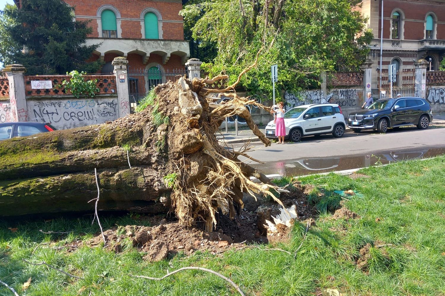 &nbsp;Albero divelto a Milano dopo nubifragio