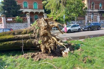 &nbsp;Albero divelto a Milano dopo nubifragio