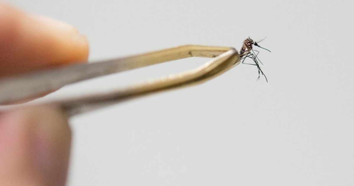 Trovata in Salento la zanzara della malaria, ma non c