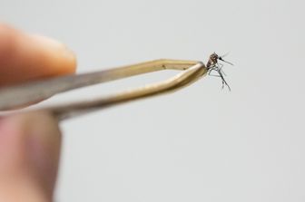 Zanzara in laboratorio