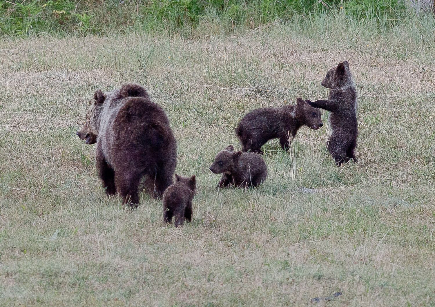 L'orsa Amarena con i suoi cuccioli&nbsp;