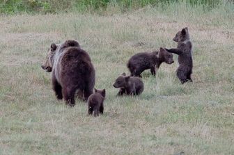 L'orsa Amarena con i suoi cuccioli&nbsp;