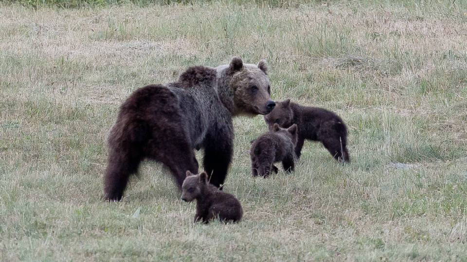 L'orsa Amarena con i suoi cuccioli &nbsp;